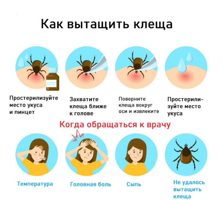 Что делать если укусил клещ