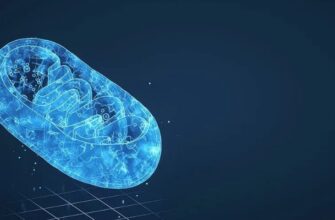 что такое митохондрии простыми словами