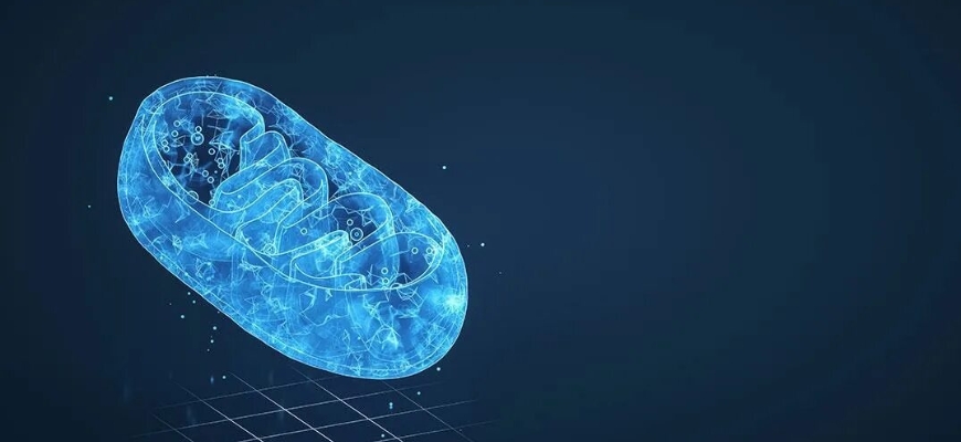 что такое митохондрии простыми словами